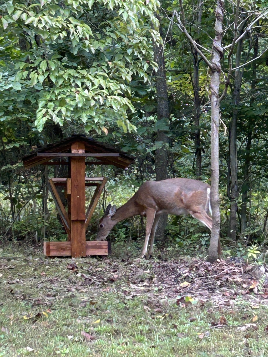 A white-tailed deer feeding at the timber feeder at the edge of the woods behind the cottage, early on a September morning