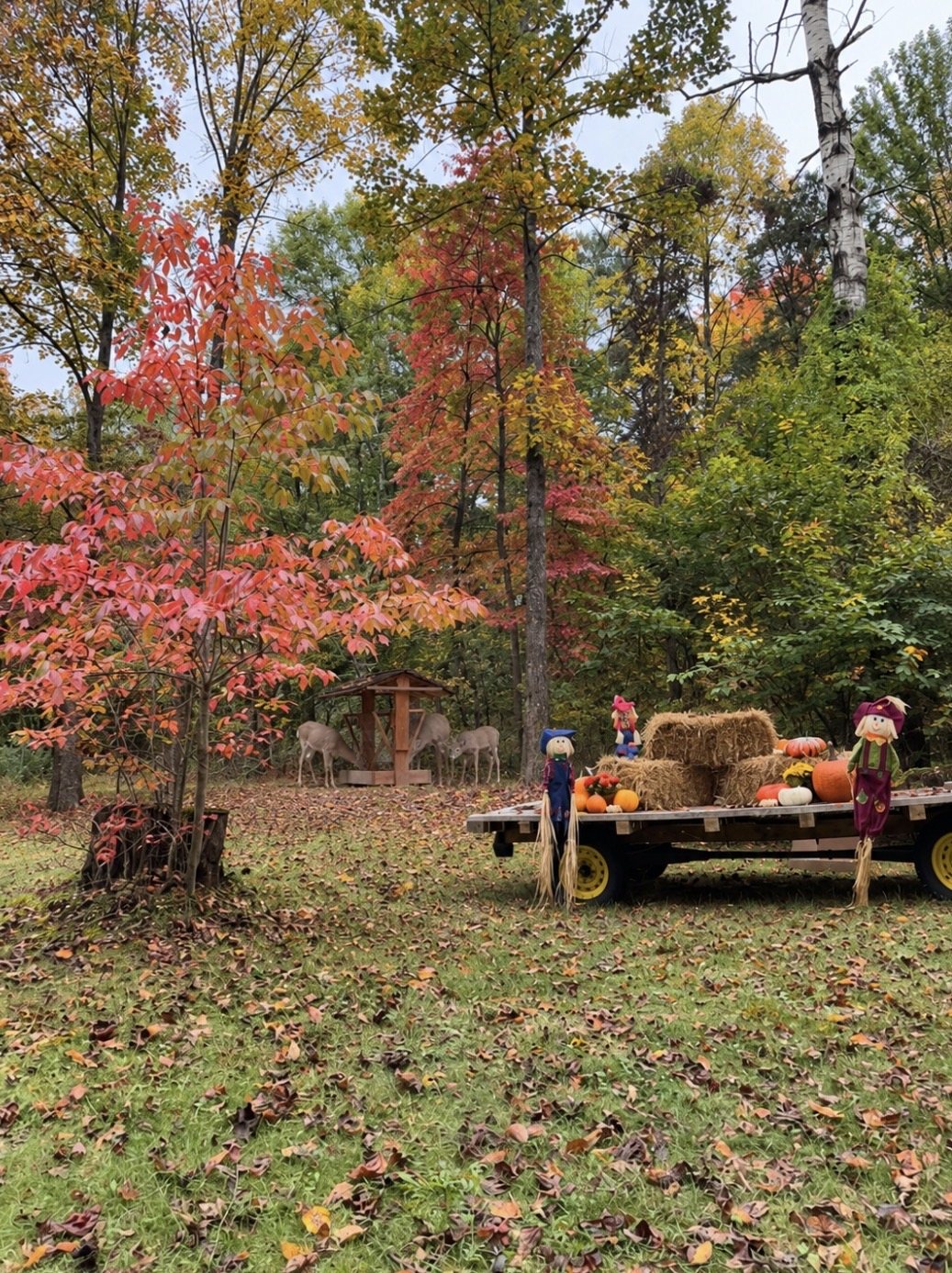 Fall at Old Beech Cottage &mdash; three deer at the timber feeder at the edge of the woods under red and gold leaves, with the hay wagon dressed in straw bales, pumpkins and scarecrows on the leaf-covered lawn