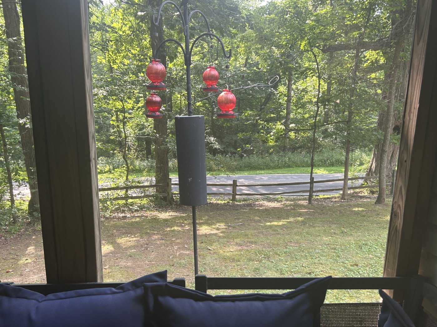 View from the screened porch of red hummingbird feeders, a finch feeder and a bluebird nesting box against the wooded backdrop